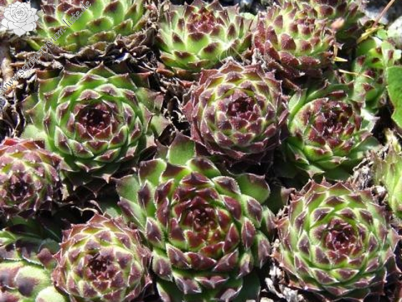 cantabricum from Jou Bajo