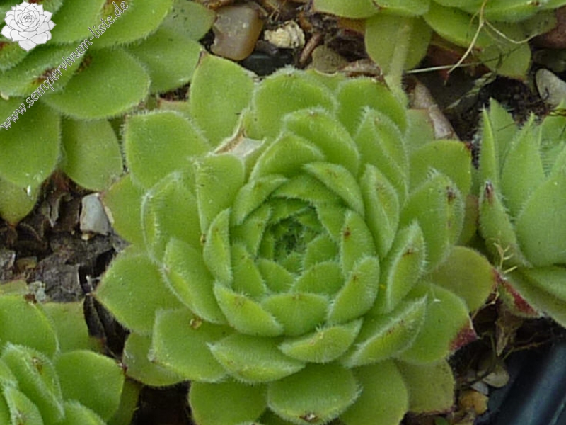 cantabricum from Naranjo de Bulnes