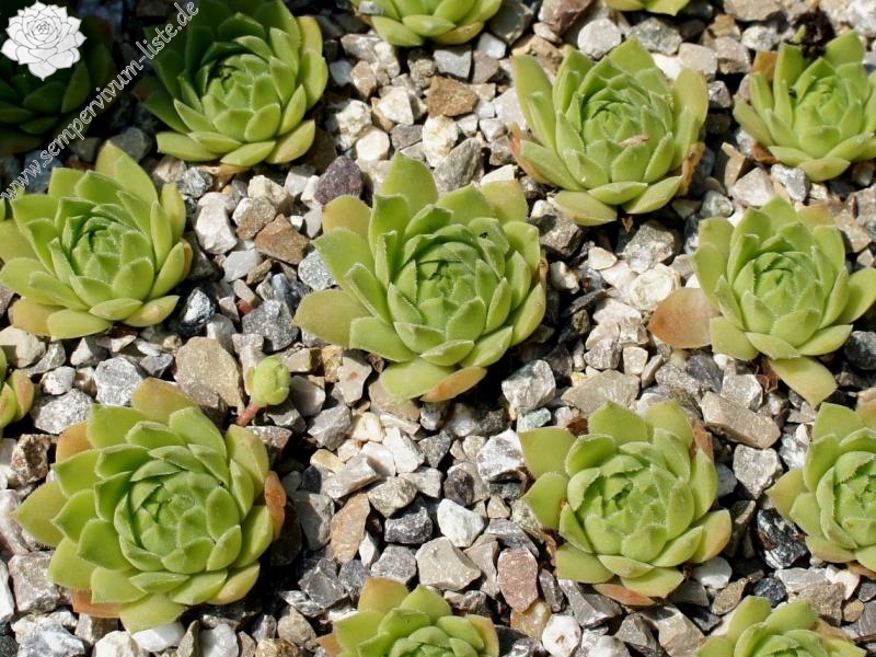 cantabricum ssp. guadarramense (gredosense) from Portilla del Rey