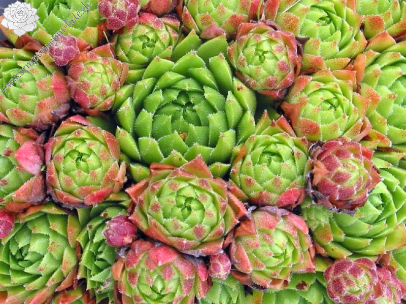 cantabricum ssp. urbionense