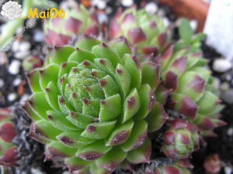 cantabricum ssp. urbionense from El Gatón