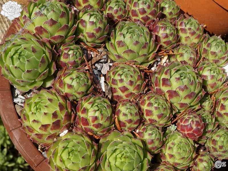 cantabricum ssp. urbionense from El Gatón