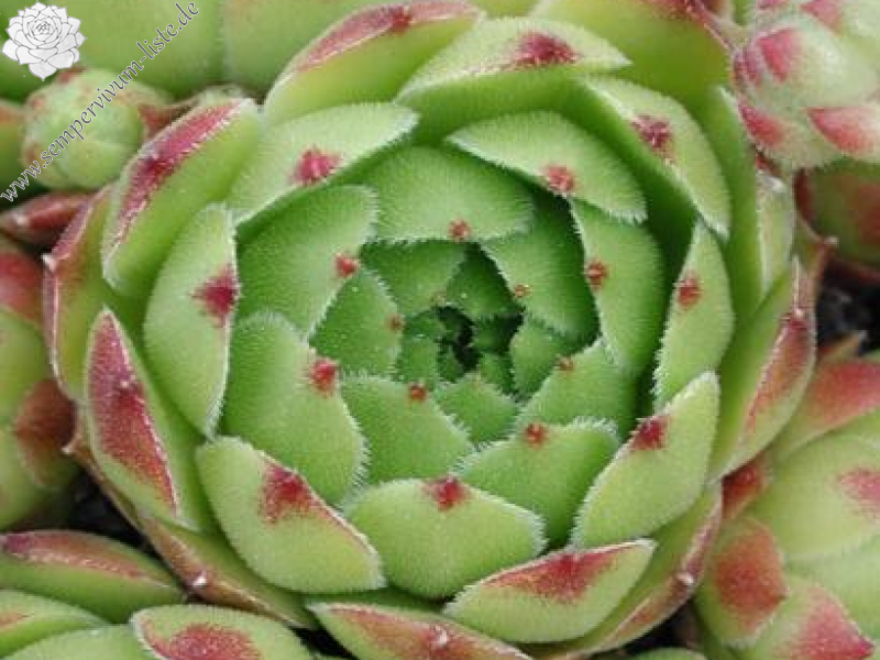 cantabricum ssp. urbionense from El Gatón