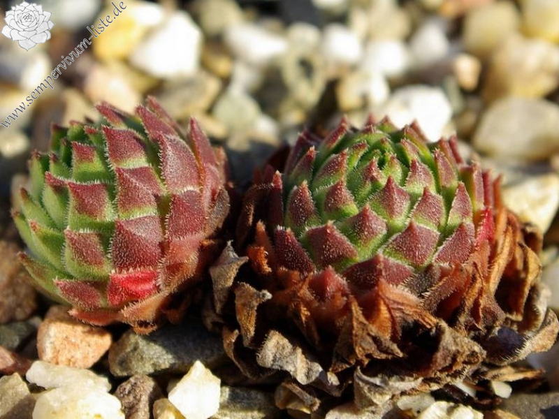 cantabricum ssp. urbionense from El Gatón