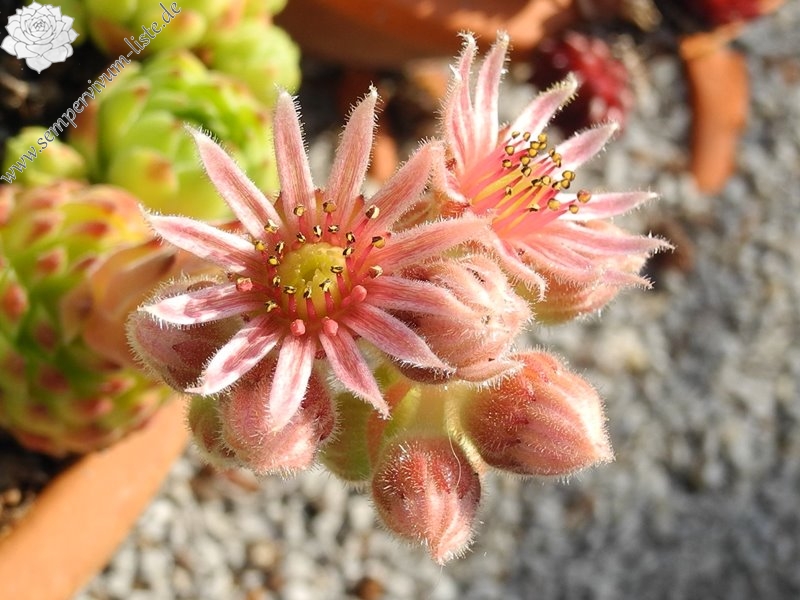 cantabricum ssp. urbionense from El Gatón