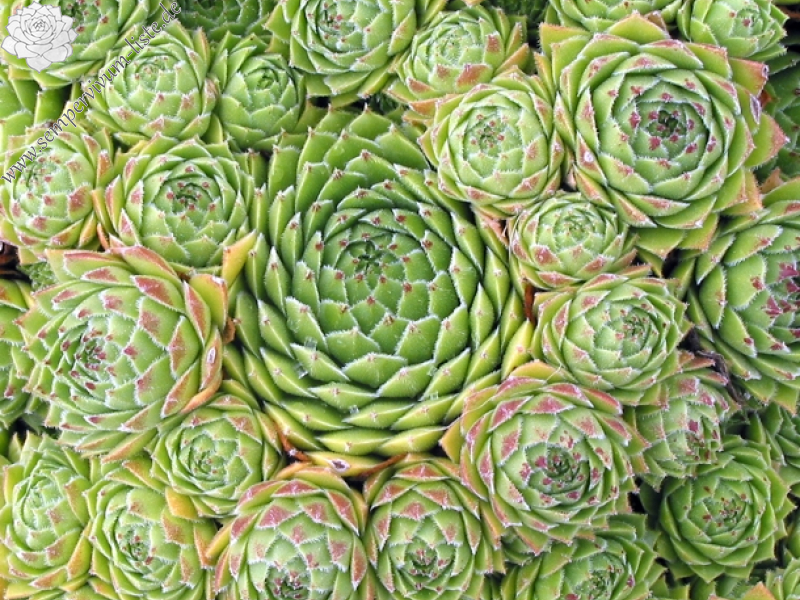 cantabricum ssp. urbionense from El Gatón