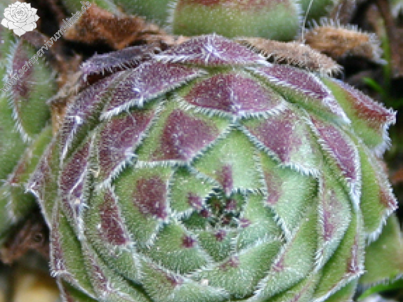 cantabricum ssp. urbionense from El Gatón