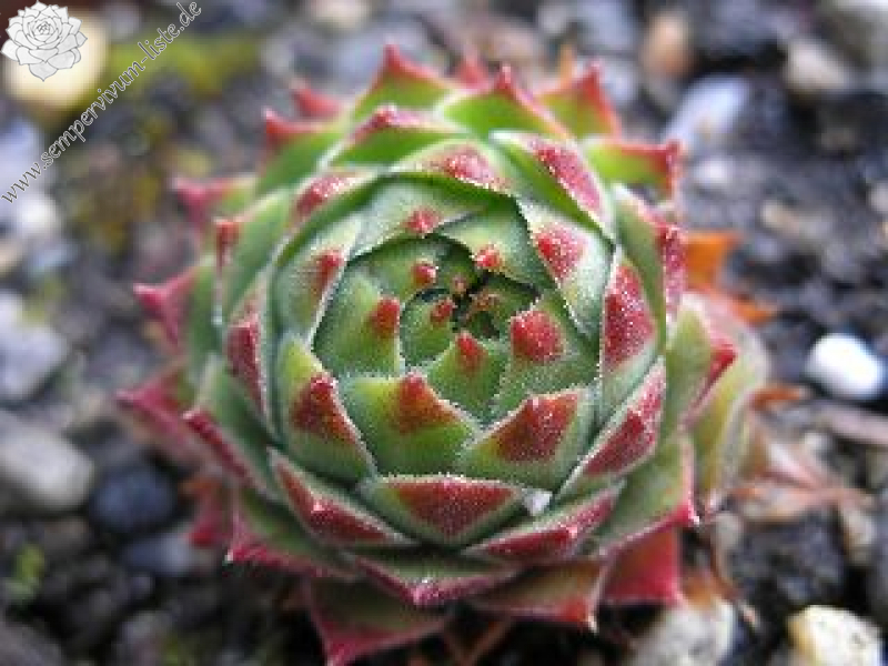 cantabricum ssp. urbionense from El Gatón
