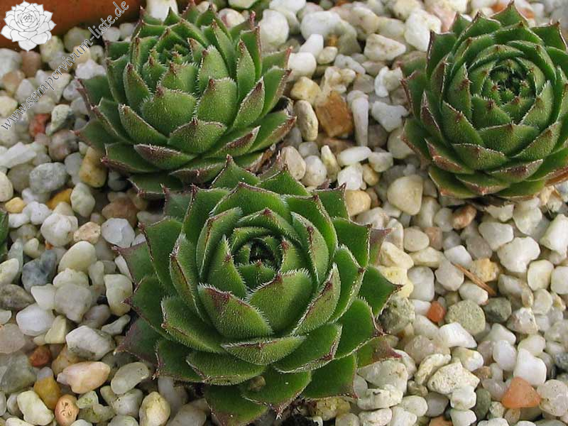 cantabricum ssp. urbionense from El Gatón