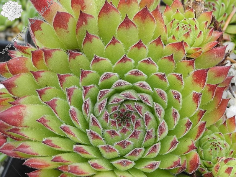 cantabricum x S. montanum