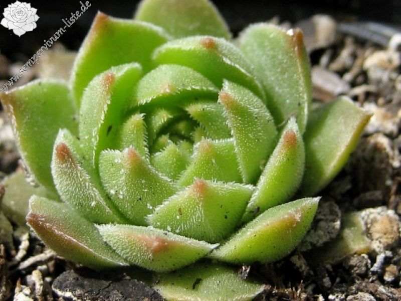 cantabricum ssp. cantabricum from Pico Tambaron