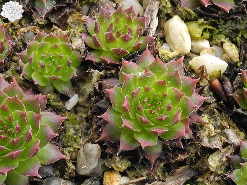 "caucasicum from ""Zachkasar"" (Zachkadsor?)