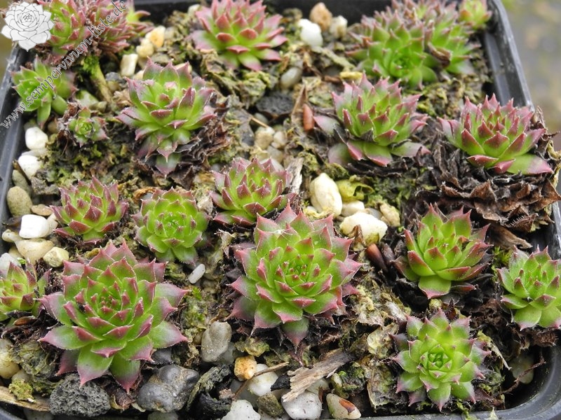 "caucasicum from ""Zachkasar"" (Zachkadsor?)