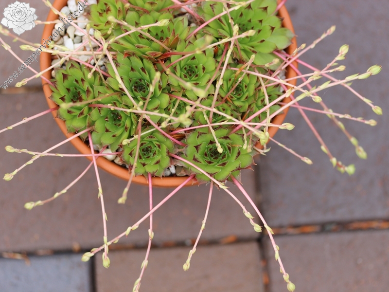 caucasicum from Mt. Gwirgwina