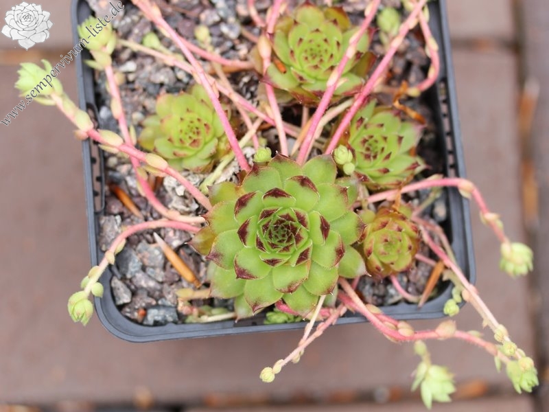 "caucasicum from ""Zachkasar"" (Zachkadsor?)