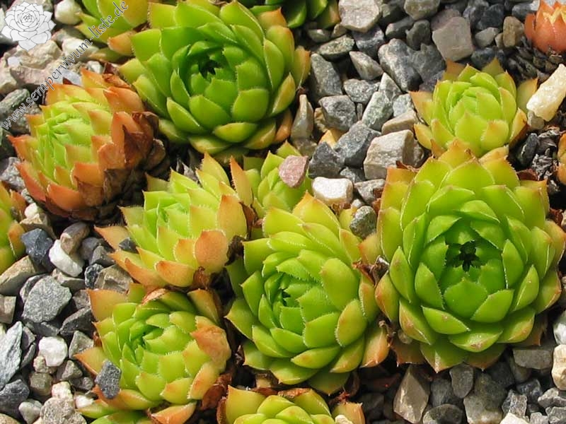 caucasicum from Bakuriani