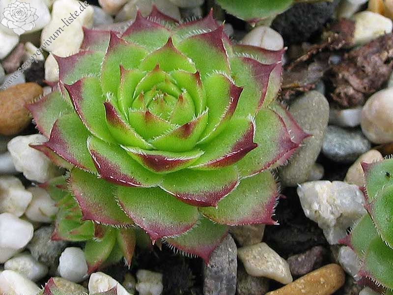 caucasicum from Tscheget