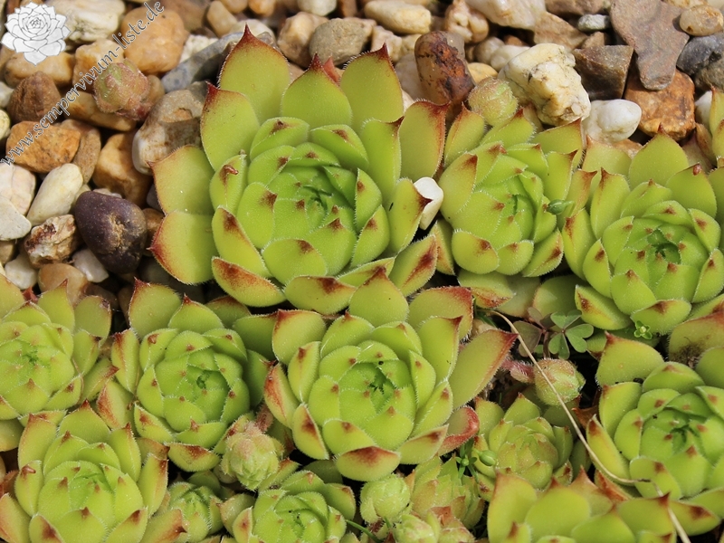 caucasicum from Ordzhonikidze