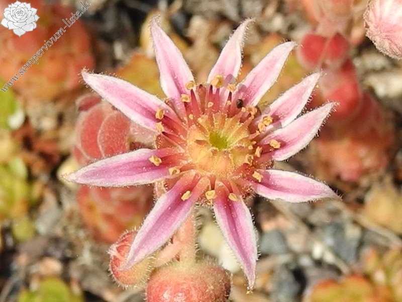 "caucasicum from ""Zachkasar"" (Zachkadsor?)