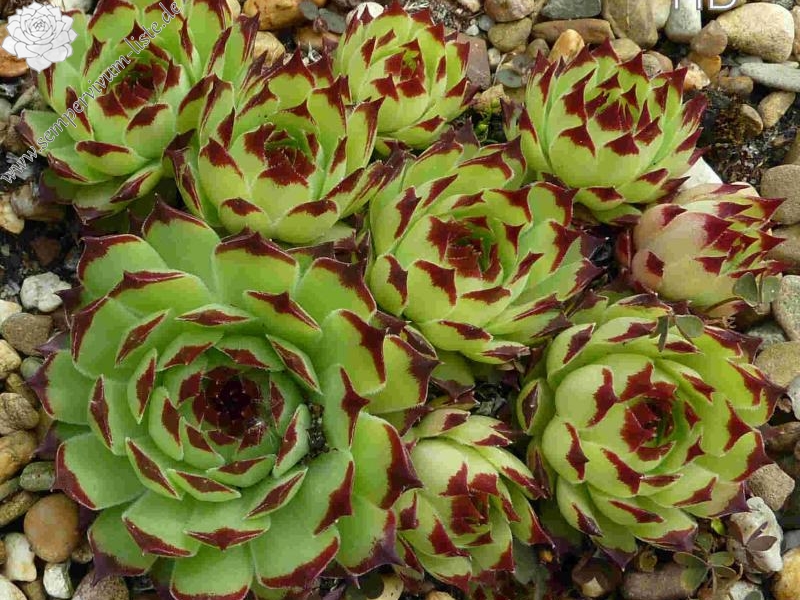 calcareum from Caussol 2