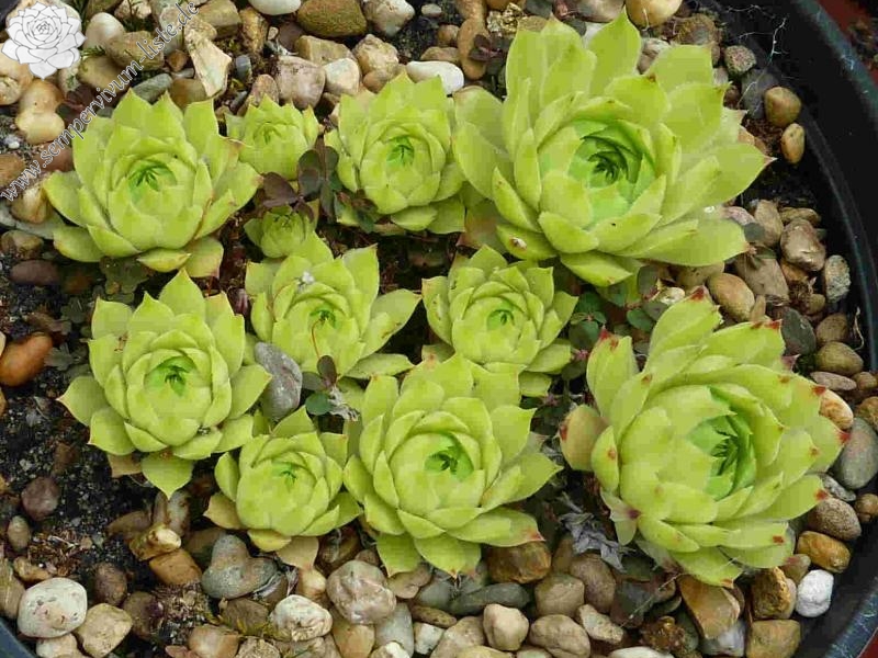 calcareum from Céüse 4
