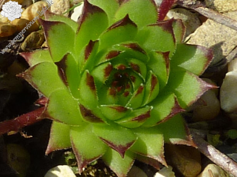 marmoreum from Bjelasica