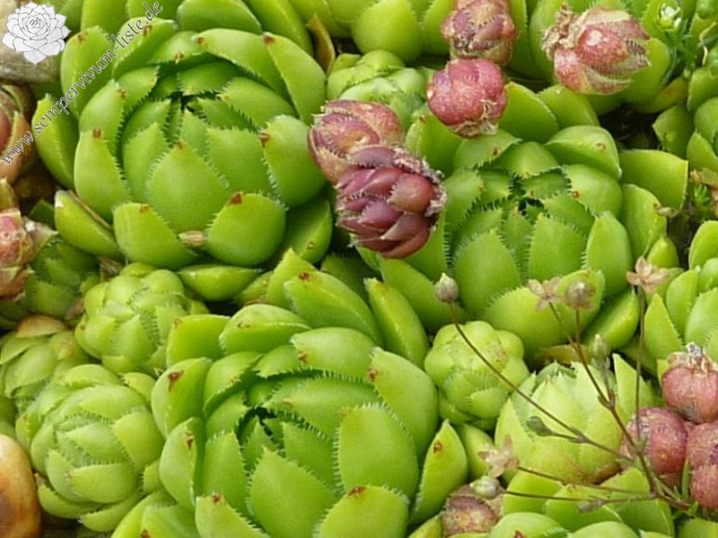 globiferum ssp. hirtum (tatrensis) from Chata pod Suchým