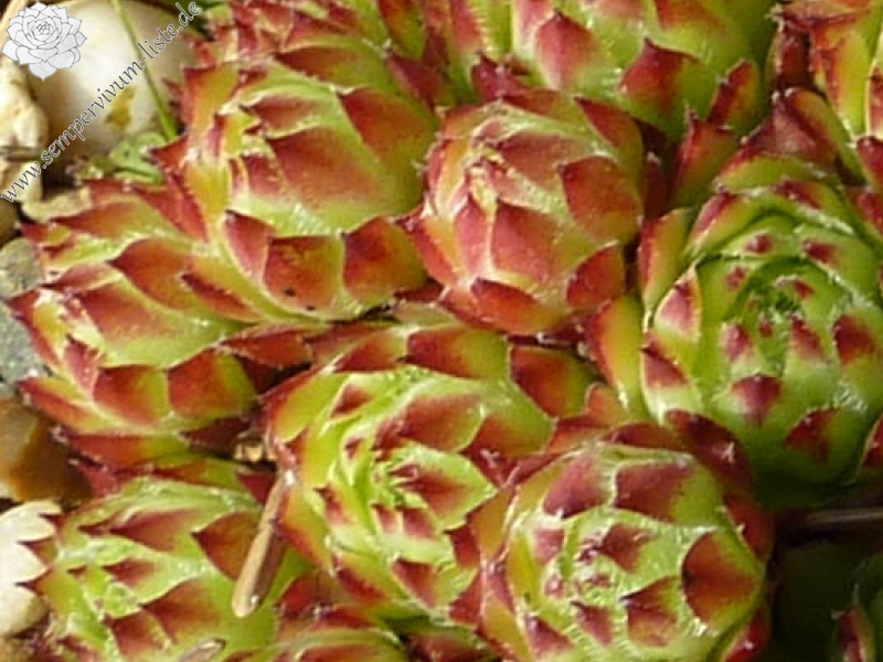 fauconnetii (x chavinii)