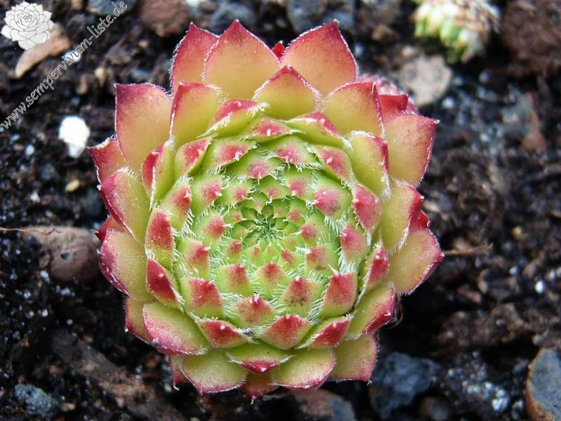 ciliosum x S. marmoreum ssp. erythraeum
