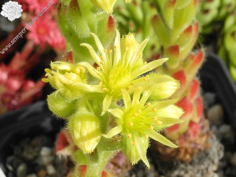 ciliosum from Rila Village