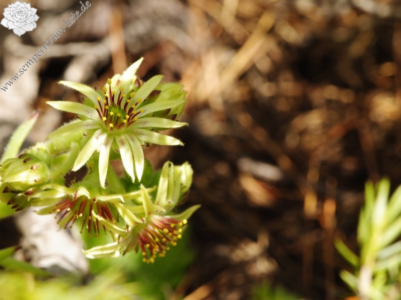 ciliosum ssp. octopodes from Stiv (nördl. Abhang)
