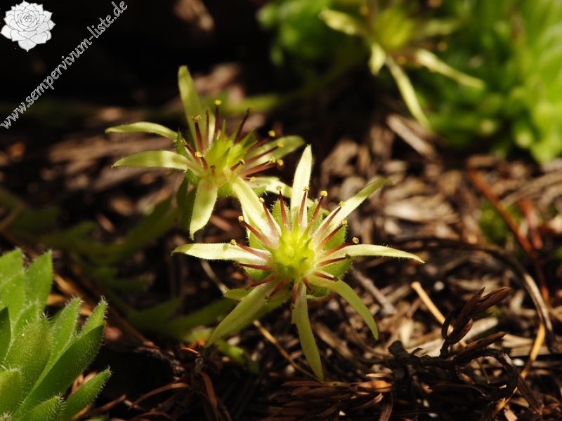 ciliosum ssp. octopodes from Stiv (nördl. Abhang)