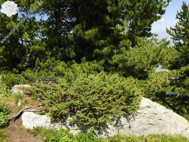 ciliosum ssp. octopodes from Stiv (nördl. Abhang)