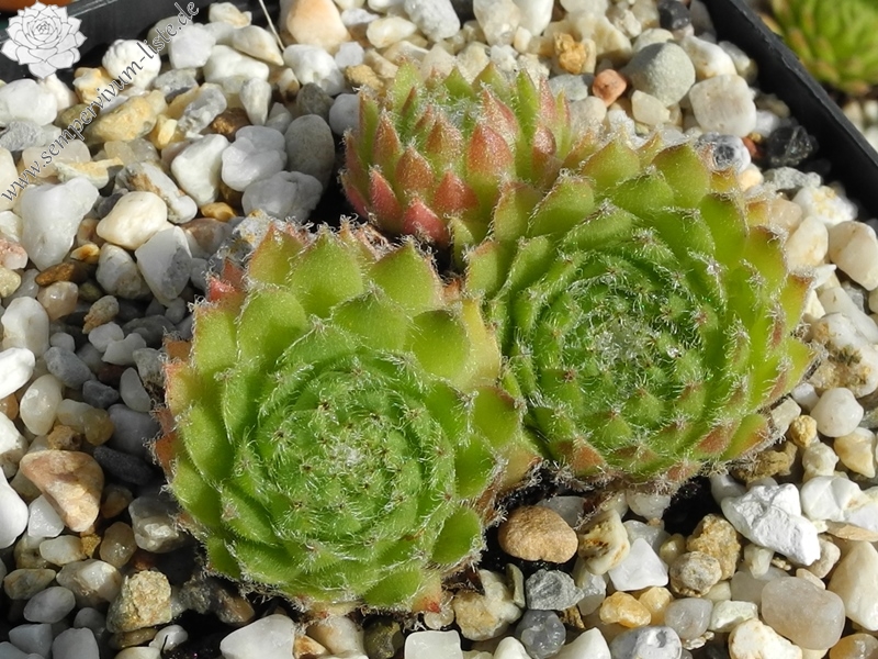 ciliosum x S. pittonii