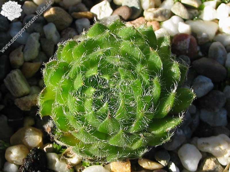 ciliosum from Ali Botusch