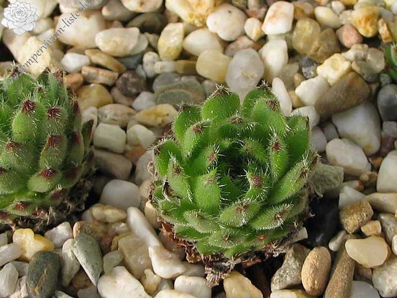 ciliosum from Kasbek