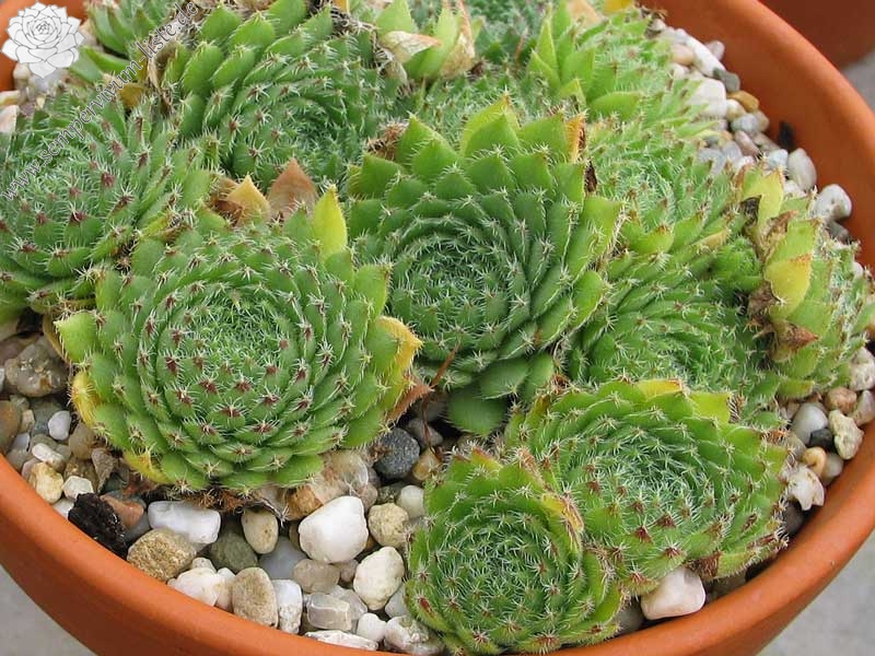 ciliosum from Kasbek