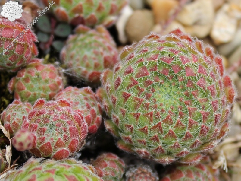 ciliosum from Orelek