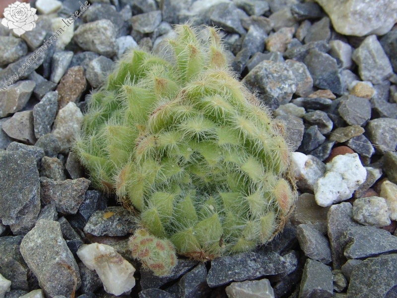 ciliosum from Orelek