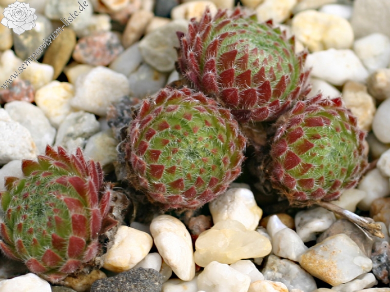 ciliosum from Orelek