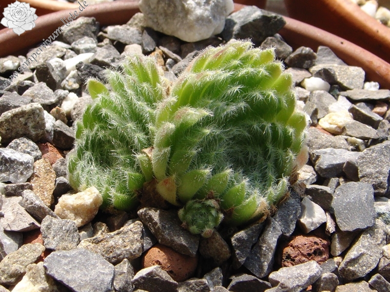 ciliosum from Orelek