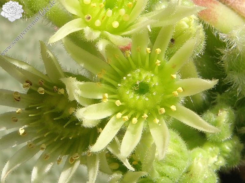 ciliosum from Orelek