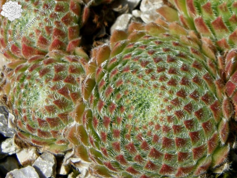 ciliosum from Orelek