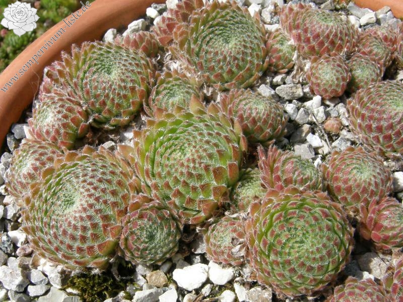 ciliosum from Orelek