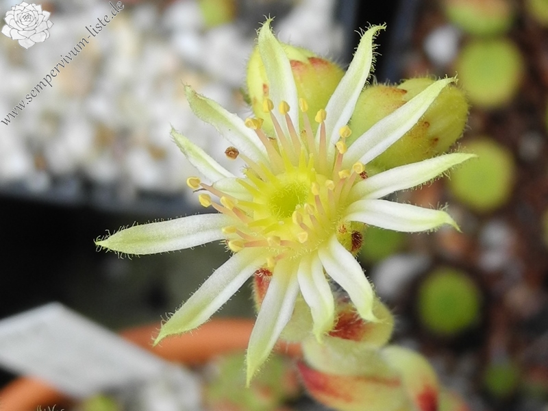 ciliosum from Kasbek