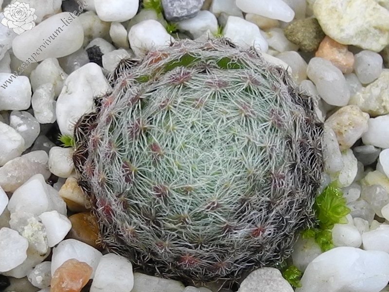 ciliosum from Rila Village