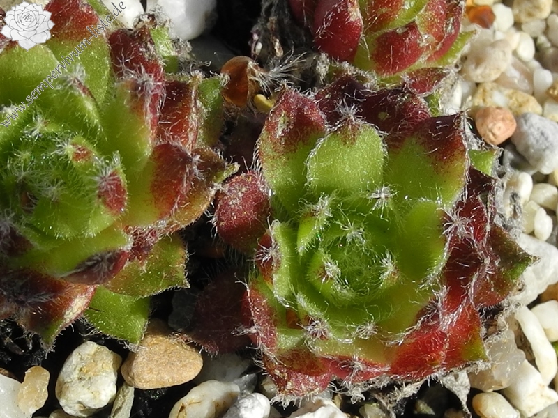 ciliosum x S. pittonii