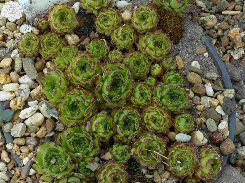 christii from Col de Joux