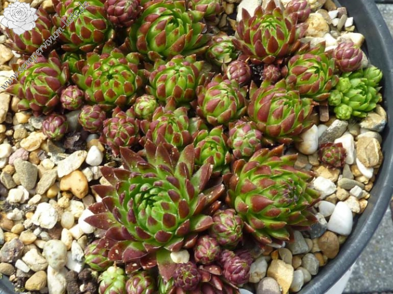 globiferum ssp. hirtum from Col d'Aubisque