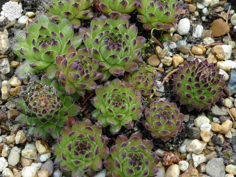 cantabricum ssp. cantabricum from Coriscao